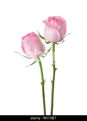 Deux Roses rose clair isolé sur fond blanc. Banque D'Images