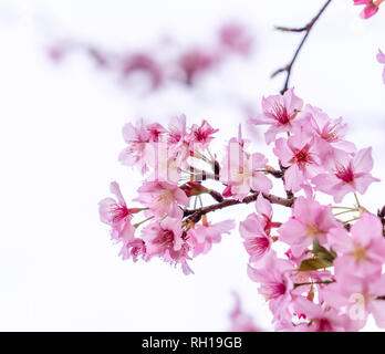 Belles fleurs de cerisier sakura tree fleurissent au printemps isolé sur fond blanc, l'espace de copie, Close up. Banque D'Images