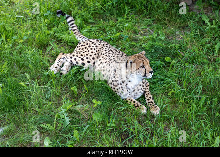 Cheetah debout dans l'herbe avec une position d'alerte. C'est l'animal terrestre le plus rapide et a un 'normale' marque allant du coin de l'oeil Banque D'Images