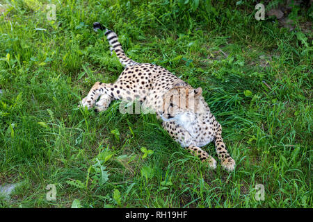 Cheetah debout dans l'herbe avec une position d'alerte. C'est l'animal terrestre le plus rapide et a un 'normale' marque allant du coin de l'oeil Banque D'Images