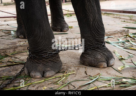 Sur un arrière-plan nature de l'éléphant. Les pattes d'un éléphant, avec une chaîne, en chaînes, close-up Banque D'Images