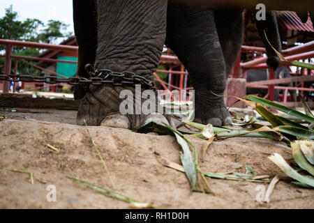 Sur un arrière-plan nature de l'éléphant. Les pattes d'un éléphant, avec une chaîne, en chaînes, close-up Banque D'Images