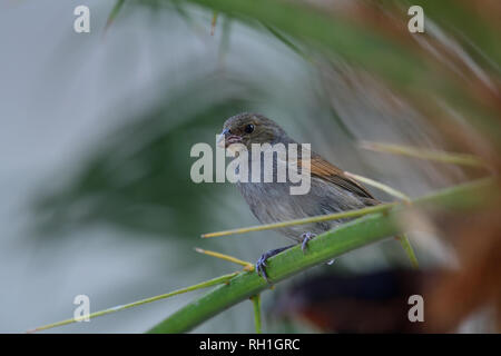 Portrait d'une femelle bouvreuil antillais moindre (Loxigilla noctis) perché sur une branche Banque D'Images