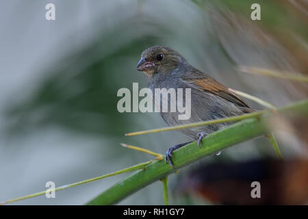 Portrait d'une femelle bouvreuil antillais moindre (Loxigilla noctis) perché sur une branche Banque D'Images