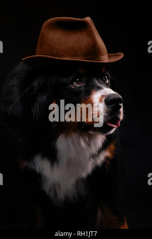 Close-up portrait of bernois dans hat sur fond noir Banque D'Images