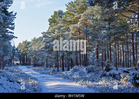 Forêt de CULBIN FORRES MORAY ECOSSE HIVER NEIGE SUR UNE PISTE FORESTIÈRE ET ARBRES de pin sylvestre Banque D'Images