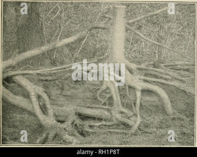 . Bulletin. Les forêts et la foresterie -- United States. TilK PAKTS D'UN ARBRE. 9. Fig. 2.-Eoots de la pruche occidentale. Cette youug a commencé sur un arbre tombé sapin rouge ; ses racines se propager sous la mousse et la litière, et lorsqu'ils ont été exposés est venu des pneus. Forêt olympique.SG, service AVashington.. Veuillez noter que ces images sont extraites de la page numérisée des images qui peuvent avoir été retouchées numériquement pour plus de lisibilité - coloration et l'aspect de ces illustrations ne peut pas parfaitement ressembler à l'œuvre originale.. United States. Division des forêts. Washington : G. P. O. Banque D'Images