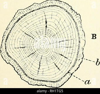 . Bulletin. Les forêts et la foresterie -- United States. . Veuillez noter que ces images sont extraites de la page numérisée des images qui peuvent avoir été retouchées numériquement pour plus de lisibilité - coloration et l'aspect de ces illustrations ne peut pas parfaitement ressembler à l'œuvre originale.. United States. Division des forêts. Washington : G. P. O. Banque D'Images