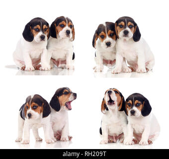 De nombreux chiots beagle isolé sur fond blanc Banque D'Images