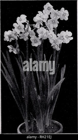 . Bulbes, graines, roses. Pépinières (Horticulture) Caroline du Nord Raleigh catalogues ; pépinière Raleigh en Caroline du Nord Caroline du Nord ; semences Catalogues Catalogues de Raleigh, Caroline du Nord (plantes) Catalogues de Raleigh de Raleigh en Caroline du Nord les légumes ; catalogues ; Fleurs Nord. ROMAN FRANÇAIS Ces petites jacinthes les jacinthes diffèrent des grandes variétés de pointes pour qu'ils offrent de nombreux épis de fleurs éparses. Ces sont très de- sirable pour jardins, piscine la culture dans des pots ou des fibres et de l'ampoule pour la coupe des vases ou des bouquets. Le livre blanc est particulièrement bien pour une utilisation intérieure. Bleu. 3 pour 35c ; 6 pour 60c Banque D'Images