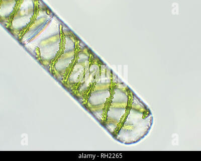 Algues Spirogyra sp. vue microscopique sous x40 - Chlorophyta Banque D'Images