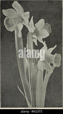 . Bulbes et graines : automne 1910. Les catalogues de semences, bulbes (plantes) Catalogues ; Graines de catalogues. 10 D. M. FERRY CO DETROIT, MICHIGAN, NARCISSE, JONQUILLE OU Prêts pour la livraison en septembre il y a plusieurs catégories bien distinctes de Narcisse ; l'ancien jaune jonquille, ou de la trompette Narcissus, la fleur blanche Pheasant's Eye ou poète, Narcisse et la Polyanthus Narcissus. Les deux premiers sont parmi les plantes les plus robustes et plus souhaitable du jardin, et donner plus de satisfaction à l'égard de moins de soins que presque toute autre plante. Lorsqu'une fois établi qu'ils n'ont pas besoin d'être réinitialisé pour plusieurs années, et sera Banque D'Images