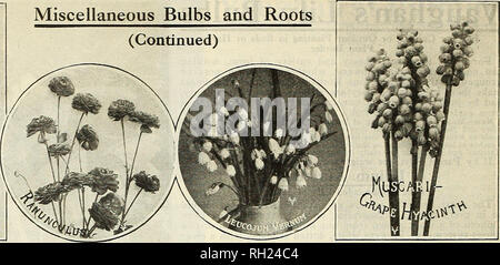 . Les bulbes et les plantes vivaces pour l'automne : Lis Narcisses Tulipes spécialités &AMP ; choix pernnials. Les catalogues de graines de fleurs, plantes (semis) ; catalogues de graines de légumes graines arbres ; catalogues ; Horticulture Catalogues Catalogues de fournitures et de matériel. Bulbes et racines diverses (Suite). $0.30 $1.50 .35 .35 .25 .15 2,00 . j'ai un 1,75 1,25 4,00 0,75 de Vaughan's Giant Ixias admirés pour leurs couleurs brillantes et de fleurs gracieuses- tiges, ressemblant à glaïeul miniature. De nombreuses nuances de couleurs : jaune, rose, pourpre et écarlate. Le centre de la fleur est toujours une couleur sombre un Banque D'Images