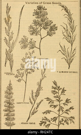 . Buist's almanac et jardin manuel pour l'année 1888:b conçu pour fournir des conseils concis pour les propriétaires de chalet, les agriculteurs et les planteurs, sur la culture des légumes, avec d'autres informations utiles sur le jardinage. Les légumes. diiiiniiiiiniiiiiiiiiiiiiiiniiiiiiiiiiiiiiiiiiiiiiitiiiiiiiiiiiiiiiiiiiiiiiiiiiiiiiiiiiiiiiiiiiiiiiiiiiiiiiiiiiiiiiiiiiiiiiiiiiiiiii BUlSrS J 156 ALMANAC ET MANUEL JARDIN i. Queue du chien à crête  = SLUE HERBE.  = ^iiiiiiiiiiiiiMiiiiiiiiiiitiitiiiiiiiii iiiiiiiiiiiiiittiiiii !iiiiiiiiii))iiiiiiniHiiiitiniiiiiMiiiiiit^)iiiiiiiiiiiiiiiiiiiiiiii. Veuillez noter que ces images sont extraites Banque D'Images