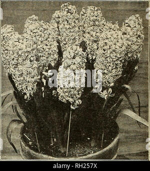 . Les bulbes et les plantes vivaces pour l'automne : Lis Narcisses Tulipes spécialités &AMP ; choix pernnials. Les catalogues de graines de fleurs, plantes (semis) ; catalogues de graines de légumes graines arbres ; catalogues ; Horticulture Catalogues Catalogues de fournitures et de matériel. Roi DU BLUES JACINTHE Vaughan Jacinthe jacinthes Exposition GERTRUDE MONSTER HAUT RACINES un certain nombre de nos clients qui n'exigent toujours croissante de jacinthe fantaisie certaines des plus grandes et plus belles les ampoules qui peuvent être obtenus. À cette fin, nous avons organisé avec nos producteurs de Hollande pour obtenir le plus grand et le plus solide, le son parfait. Ils Banque D'Images