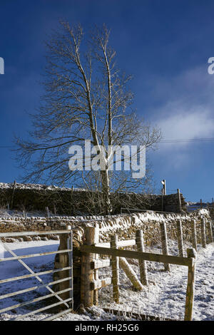 NIDDERDALE LANE, tourbe, Harrogate, N YORKS, UK, le 30 Jan 2019. Des peuplements d'arbres sans feuilles frêne contre un vent d'ouest sous un ciel bleu glacial. Banque D'Images