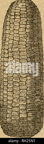 . Buist's almanac et jardin manuel pour l'année 1888:b conçu pour fournir des conseils concis pour les propriétaires de chalet, les agriculteurs et les planteurs, sur la culture des légumes, avec d'autres informations utiles sur le jardinage. . LUllllllililiiillilllllllliillllllllllllllllll lllllllllllllllllllllllllllllllllllllllllllllllillillllllillllliliililllllllllllllll légumes'll !^ BUIST'S ALMANAC ET JARDIN MANUEL. 75 je CRESS (V) Cressox^aier. de fontaine (Fr.). Brunnenkresse (All.). Bekro (sp.). La manière la plus fiable de cultiver le cresson de fontaine est de semer la graine dans le sol humide, et lorsque quelques pouces de haut en transplantation Banque D'Images