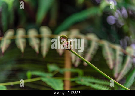 Fleur tropicale dans la Jungle indonésienne. Banque D'Images