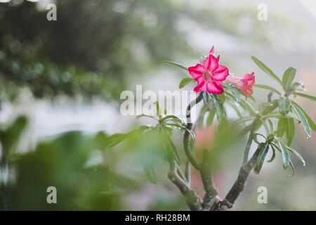 Plante bonsai Adenium Banque D'Images