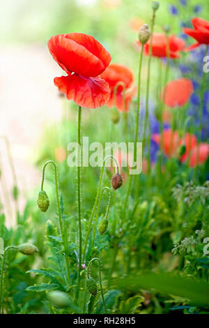 Close-up image de couleur rouge vif, coquelicots fleurissent en été dans une prairie de fleurs sauvages. Banque D'Images