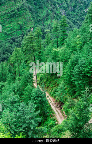 Photo de Vue aérienne de route entouré d'arbres Deodar dans Himalaya, sainj, vallée de Kullu, Himachal Pradesh, Inde Banque D'Images