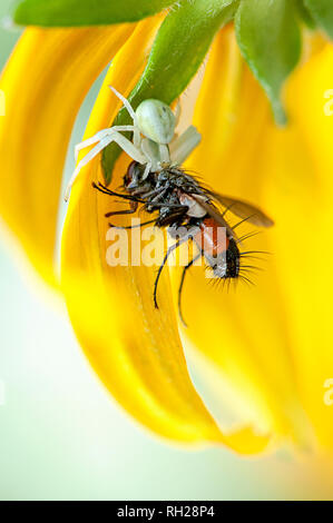 Image en gros plan d'une araignée crabe blanc embuscade à un jardin voler sur les pétales d'un jaune d'échinacée d'été Banque D'Images