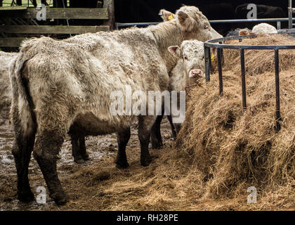 De jeunes vaches, nourrir dans la cour ,à la recherche vers la caméra, dans la cour de ferme, Banque D'Images