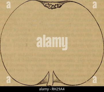 . La pomologie ; ou, l'histoire, description, classification, et synonymes, des fruits et des arbres fruitiers de Grande Bretagne ... Les pommes. 98 "BRITISH "POMOLOGIE, etc. ont toujours été dynamité l'année prochaine, ou ; chancreux qui me fait penser que les anciens avaient une façon particulière de les élever, que nous avons perdu la connaissance de." Bien qu'il a été écrit d'une centaine et il y a cinquante ans, nous avons l'Kentish Pippin qui, bien qu'encore pas tellement activée culti, ou si bien connu maintenant comme alors, est néanmoins où elle existe aussi vigoureux et en bonne santé que jamais, il est. 149. Cours d'or Banque D'Images