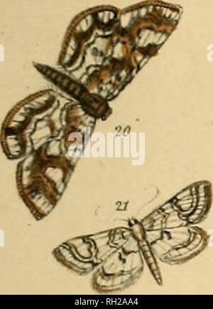 . Les papillons et leurs transformations britannique. Les mites. . Veuillez noter que ces images sont extraites de la page numérisée des images qui peuvent avoir été retouchées numériquement pour plus de lisibilité - coloration et l'aspect de ces illustrations ne peut pas parfaitement ressembler à l'œuvre originale.. Humphreys, Henry Noel, 1810-1879 ; Westwood, J. O. (Jean Abdias), 1805-1893. Londres : W. Banque D'Images