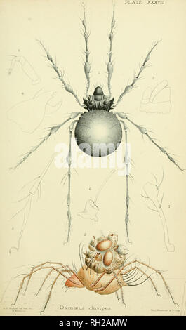 . Oribatidae britannique. Oribatidae ; arachnides. XXXVni plaque. Veuillez noter que ces images sont extraites de la page numérisée des images qui peuvent avoir été retouchées numériquement pour plus de lisibilité - coloration et l'aspect de ces illustrations ne peut pas parfaitement ressembler à l'œuvre originale.. Michael, A. D. (Albert Davidson), 1836-1927. Londres, la Ray Society Banque D'Images