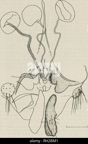 . British journal of Entomology and natural history. Histoire naturelle ; l'entomologie. BR. J ENT NAT. HIST.. 10 : 1998 (1997) 199. Fig. 2. Monodicimesa eknuini organes génitaux femelles vue ventrale. Scale  = 0,1 mm. J'ai l'écologie et géographiques :)istribition les exuvies nymphales Six ont été recueillies sur le Loch lay, sur l6.viii.X2. Cependant, il est probable que les dossiers pour Monodicimesa sp. Les larves recueillies dans Lough Neagh en avril 1982 (Carter &AMP ; Carter, 1983) représentent le premier document o[" cknnmi pour les îles britanniques. Dans le cadre d'un échantillonnage régulier par Lam et C. Carter dans Toome Bay, à l'angle nord-ouest o Banque D'Images