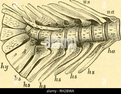 . Salmonidés britannique et irlandais. Salmonidés. Inscrivez-vous et former une apophyse élon- gation, l'épine neurale (ns). Deux epiplcui-al épines (cs) col^ l'extérieur à partir de corps de chaque vertèbre ?, tandis que d'un côté une côte est dirigé vers le bas. Fig. 8. Vertèbre abdominale de saumon, c. centrum ou corps : na. arc neural : iis. Épine neurale : cs. cpipleural la colonne vertébrale. La vertèbre caudale3 (fig. 7) arc supérieurement meublé avec arcs neuraux, (no) et les épines (ns), mais bien développé des processus transverses sont absents, l'Avhile le long du cours inférieur de la sui'visages de chaque corps est une seconde ou l'arc haemal (ha) qui serv Banque D'Images