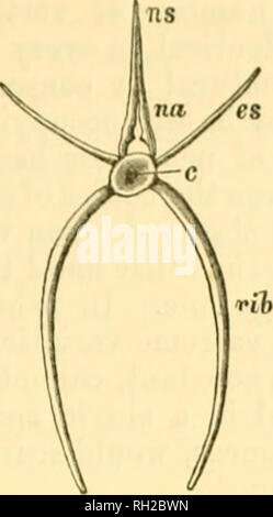 . SalmonidÃ¦ britannique et irlandais. Salmonidés. La colonne vertébrale. 15 l'abdomen ou du tronc) ont deux vertèbre dorsale supérieure ou de processus, ce qui en passant vers le haut s'unir et former un arc ("a), appelé l'arc neural qui protège la moelle épinière. Au sommet de cet arc les os. Inscrivez-vous et former une apophyse élon- gation, l'épine neurale (ns). Deux epiplcui-al épines (cs) col^ l'extérieur à partir de corps de chaque vertèbre ?, tandis que d'un côté une côte est dirigé vers le bas. Fig. 8. Vertèbre abdominale de saumon, c. centrum ou corps : na. arc neural : iis. Épine neurale : cs. cpipleural la colonne vertébrale. L'caud Banque D'Images