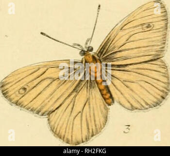 . En papillons. Werner, Abraham Gottlob, 1749-1817 ; les papillons. . Veuillez noter que ces images sont extraites de la page numérisée des images qui peuvent avoir été retouchées numériquement pour plus de lisibilité - coloration et l'aspect de ces illustrations ne peut pas parfaitement ressembler à l'œuvre originale.. Duncan, James, 1804-1861 ; Cuvier, Georges, baron, 1769-1832 ; Jardine, William, Sir, 1800-1874 ; Burth, Edward Henry, ancien propriétaire. Le DSI. Edinburgh : W.H. Lizars ; Londres : Henry G. Bohn Banque D'Images