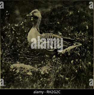 . La oiseaux. Les oiseaux. ( 34 ) LE SENS DE L'ODEUR DE GRAY GOOSE-LAG. MARY G. S. BEST ET MAUD D. HAVILAND. (Plaque 1.) à l'appui du Dr Penrose, les observations formulées sur le sens de l'odorat chez les oiseaux (voir le tome VI, p. 266), nous nous risquons d'enregistrer l'incident suivant qui est entré dans notre avis récemment, photographiant le Lag-Goose gris [Anser anser) dans les Hébrides. Le 8 mai 1913, nous avons trouvé le nid d'une oie avec des oeufs d'incubation en partie, et de mettre en place un cache-tente à proximité. En raison de la nature du sol, la tente a été érigée à environ neuf pieds au nord-ouest du nid.. LAG-APPEOACH OIE GRIS Banque D'Images