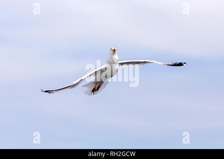 Une mouette faim avec une position acrobatique en vol, en essayant d'attraper la nourriture Banque D'Images