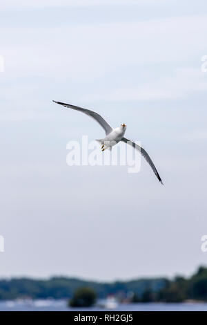 Une mouette faim avec une position acrobatique en vol, en essayant d'attraper la nourriture Banque D'Images