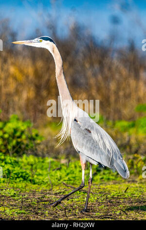 Un Grand Héron (Ardea herodias) à la Merced National Wildlife Refuge dans le centre de la Californie USA Banque D'Images