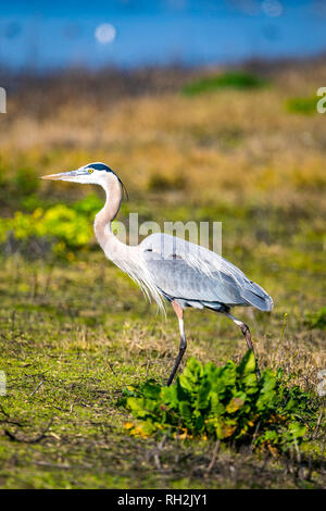 Un Grand Héron (Ardea herodias) à la Merced National Wildlife Refuge dans le centre de la Californie USA Banque D'Images