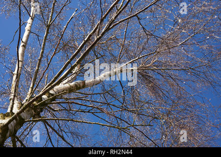 NIDDERDALE LANE, tourbe, Harrogate, N YORKS, UK, le 30 Jan 2019. Le bouleau verruqueux tronc, branches et brindilles contre un ciel bleu très froid Banque D'Images