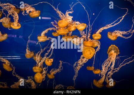 Les orties de mer japonais (Chrysaora pacifica), l'occurrence de l'Aquarium du Pacifique, Vancouver, British Columbia, Canada Banque D'Images