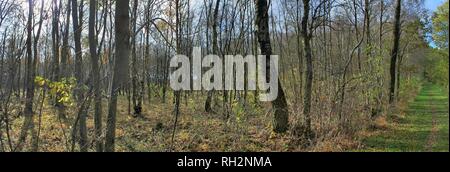 Panorama haute résolution d'une vue sur la forêt dans le nord de l'Allemagne Banque D'Images