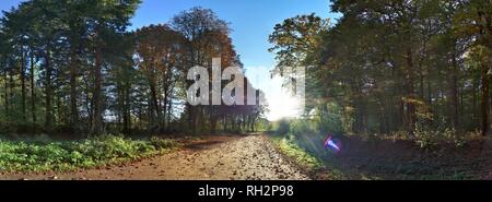 Panorama haute résolution d'une vue sur la forêt dans le nord de l'Allemagne Banque D'Images