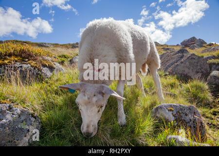 Gamme Rree moutons paissant sur un versant de montagne en Norvège par un beau jour d'été Banque D'Images