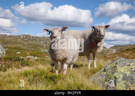 Gamme Rree moutons paissant sur un versant de montagne en Norvège par un beau jour d'été Banque D'Images