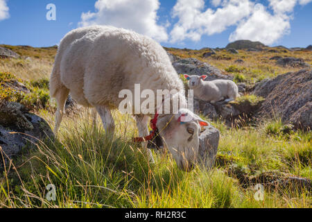 Gamme Rree moutons paissant sur un versant de montagne en Norvège par un beau jour d'été Banque D'Images