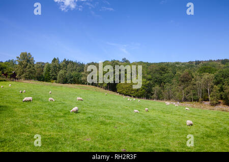 Paysage rural norvégien avec gamme de mouton et agneau sur un pâturage pâturage avec forêt en arrière-plan Banque D'Images