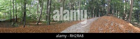 Panorama haute résolution d'une vue sur la forêt dans le nord de l'Allemagne Banque D'Images