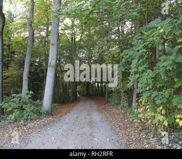 Panorama haute résolution d'une vue sur la forêt dans le nord de l'Allemagne Banque D'Images