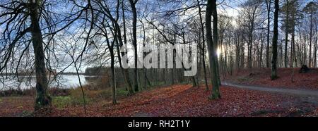 Panorama haute résolution d'une vue sur la forêt dans le nord de l'Allemagne Banque D'Images